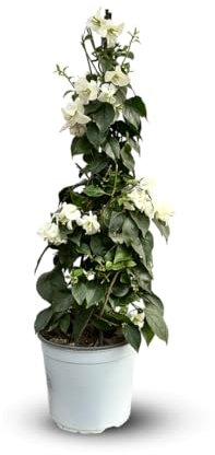 Attitude Jardin - Bougainvillier pyramide - plante fleurie - 70-80 cm - ⌀ 18 cm - plante d'extérieur - fleur blanche