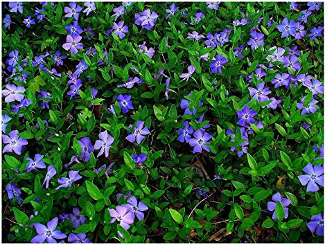 1 x Vinca minor 'Blau' (Staude/Winterhart/Bodendecker/Immergrün/Mehrjährig) Blaues Kleines/Kleinblättriges Immergrün - tolle Blütenpracht - sehr pflegeleicht - von Stauden Gänge