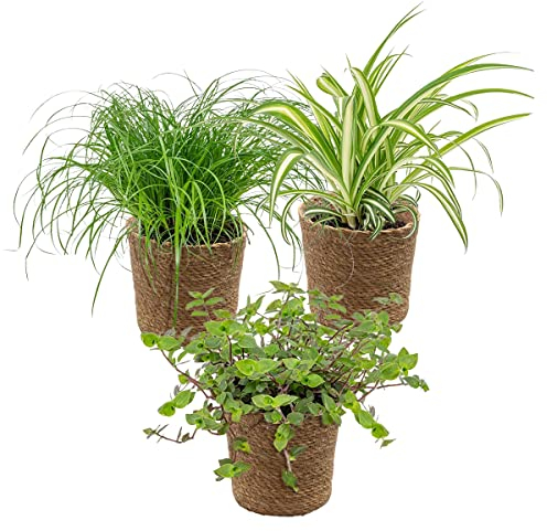 3x Haustierfreundliche Mischung inkl. Korb aus Seegras - Haustierfreundlich - ⌀12 cm -15-25 cm