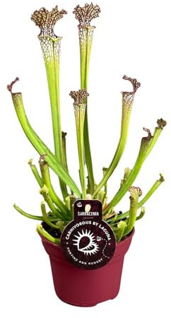 Sarracenia farnhamii - 30-40cm - Ø12cm - Plante d'intérieur - Vert persistant