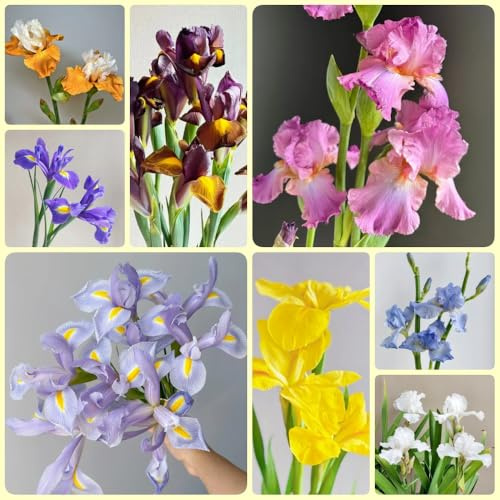 Bulbos de iris, bulbos de perennes de otoño resistentes de balcón 9pcs