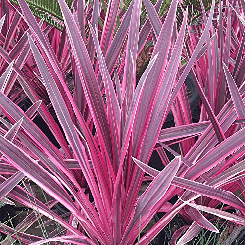 Cordyline Pink Passion in a 9cm Pot - 15-30cm in Height - Evergreen Ornamental Grass Shrub