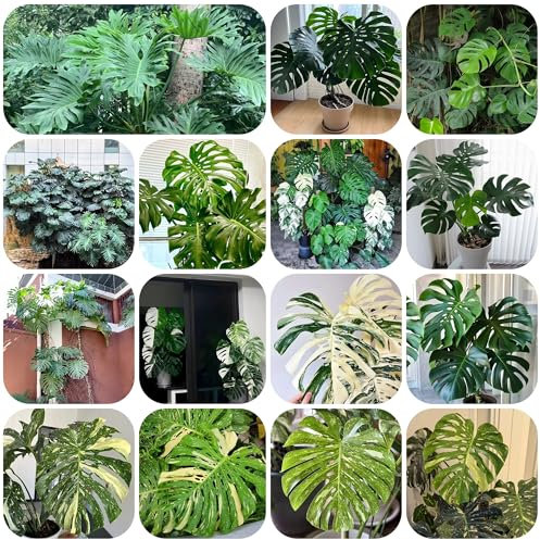 monstera pflanze samen balkonpflanzen winterhart winterfeste pflanzen für kübel kräuter samen dekoration wohnzimmer luftreinigende zimmerpflanzen exotische pflanzen winterhart 120pcs