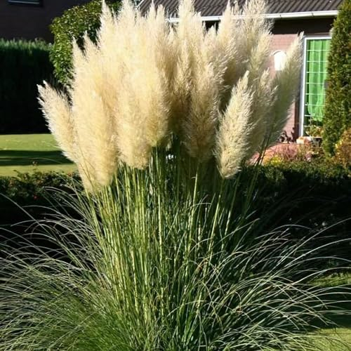 50 pcs pampasgras samen - seed dachbegrünung winterharte stauden Cortaderia selloana,ziergräser indoor garten zimmerbonsai bonsai topfpflanzen draußen winterhart balkon deko geschenke