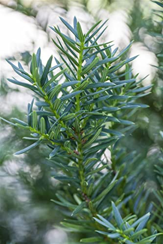 Taxus cuspidata 'Lescow' 20–25 cm – Immergrün, Winterhart, Pflegeleicht – Japanische Eibe – Heckenpflanze für Garten & Sichtschutz