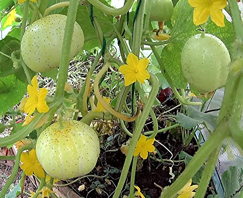 Zitronengurke Crystal Lemon – Zitronengurke - Außergewöhnlich, erfrischend, mild - 50 Samen
