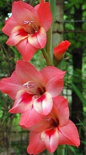 5 X Gladiole Varius Seeds Gladiole Lillie - - House - B1577 : Seeds Only