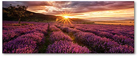 Tulup Impression sur Verre 125x50 cm Image Tableau Photo décorative panoramique pour la Cuisine et Le Salon - Paysage - Champ De Lavande - Violet