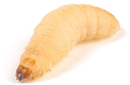 Essex Reptile Livefood - Waxworm (15-25mm) - Eco Pack of 50 - Feeder Insects for Reptiles and Birds - Biodegradeable Packaging - Letterboxable