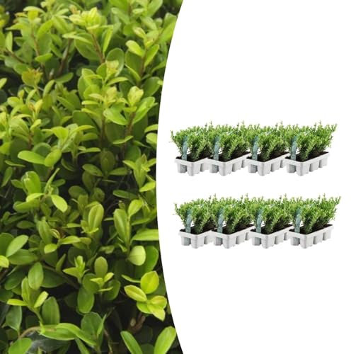 Ilex crenata 'Jenny' | 48 pièces - 15cm - Ø7cm - Plante de jardin