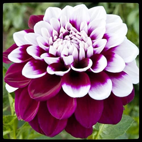 Dahlien zwiebeln,winterhart,dahlienknollen kaufen,Dahlia Bulbs,Dekorative blumen,Dahlie Zwiebeln MehrjäHrig,Seltene Pflanzen,dahlien Knollen winterhart groß.-2zwiebeln-B