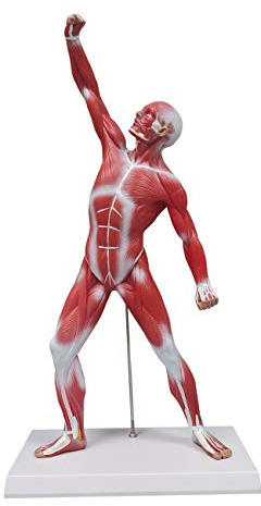 Ultrassist Human Anatomy Muscle Model, 20” Muscular System Figure, Professional Human Muscular Structure for Medical Training and Clinical Demonstration