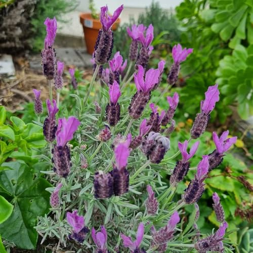 semillas de lavanda - Decoraciones jardín exteriores orgánicas interior resistentes variedades 900pcs