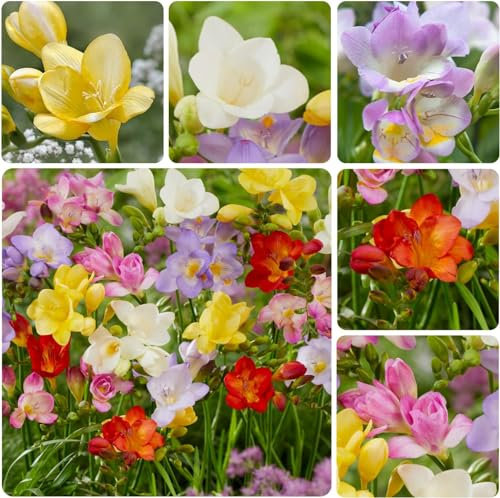 Freesia Bulbes Single - 50 pièces - Plante Exterieur Jardin - Bulbes de Fleurs à Planter Exterieur - Naturelle Plantes parfumé de Hollande pour jardin et pot (pas de graines, non artificielle)