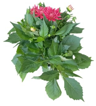 Dahlia Natural en Maceta Planta con Flores Variadas y Cuidados Fáciles
