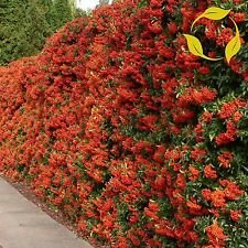 Scarlet Feuerdorn Pyracantha Coccinea 50.100.200 Seeds