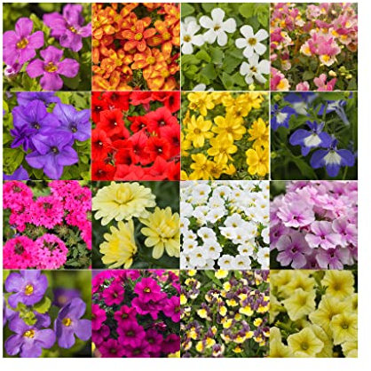 Hanging Basket Summer Collection Plug Plants, 24 Plug Plants *Amazing Value*- 8 Varieties 3 of Each. Fantastic Perfect for Hanging Baskets, Patio and Containers.