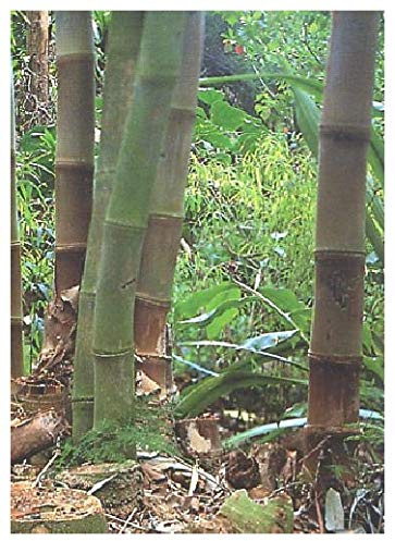 TROPICA - Bambù Gigante (Dendrocalamus gigantea) - 100 Semi - Erbe/Bambù