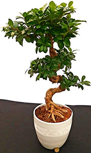POWERS TO FLOWERS - FICUS GINSENG BONSAI XL, ALTEZZA 70CM, IN VASO CERAMICA BIANCO, pianta vera