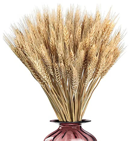 Tallos De Trigo Secos | Tallos De Trigo Artificial | Flores Secas Plantas Pastorales Espigas De Trigo De Color Primario Natural Decoración De Bodas De Trigo Real Accesorios De Fotografía 100 Piezas