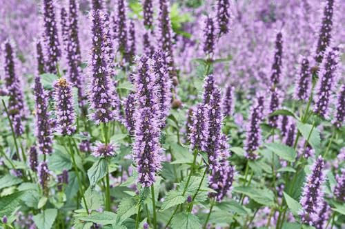 Graines d'Agastache anisée - Sachet de 0,1 gramme - Graines de Style
