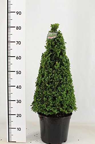 2 Buchsbaum Kegel, Höhe: 80-90 cm, Pyramide, Buxus Formschnitt + Dünger