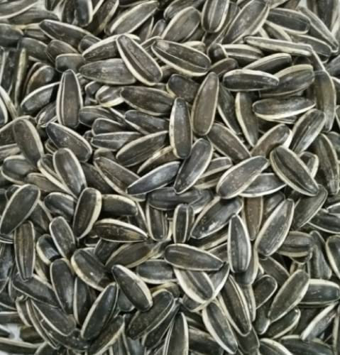 5kg Medium Sunflower Seeds Bird Parrot Food