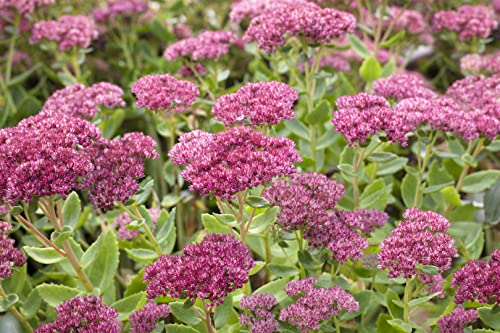 Sedum telephium 'Herbstfreude' - Fetthenne, rosa Blüten, Blütezeit August-Oktober, ideal für Rabatten, trockenheitsresistent, pflegeleicht
