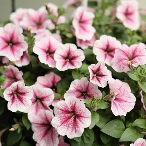 semi di petunia appesi rare, decorazione del soggiorno di petunia petunia resistenti all'esterno, primaverili esotiche resistenti, 90pcs