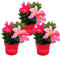 Exotenherz - Dipladenia - Chilenischer Jasmin - 10cm Topf - Set mit 3 Pflanzen - rosa