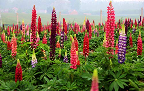 Richtige Samen säen - 2000 Russell Lupine Samen zum Pflanzen - Heirloom Non-GMO-Samen; Wunderbare Gartenarbeit