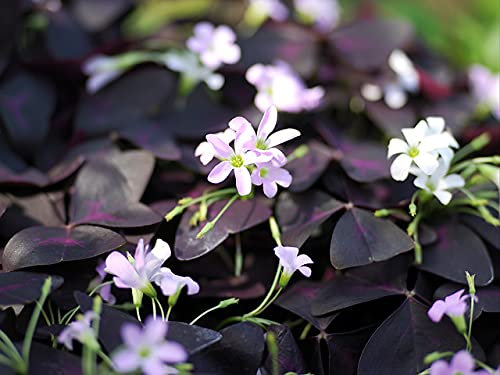 Bulbi da Fiore (15 X Oxalis triangularis)