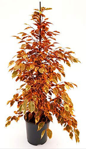 POWERS TO FLOWERS - FICUS BENJAMIN ARANCIONE, pianta vera!!!