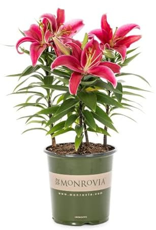 Lirio Natural Planta Bulbosa para el Hogar