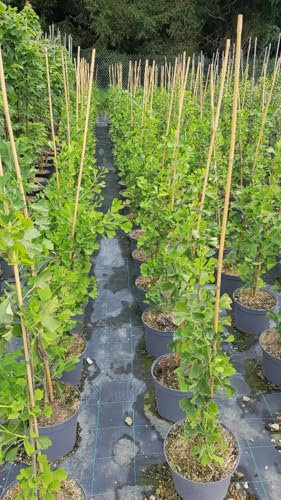 Ginkgo biloba 'Blagon' / Arbre aux quarante écus/Conteneur de 7 à 10 litres/Baliveaux/Arbre - Conifère