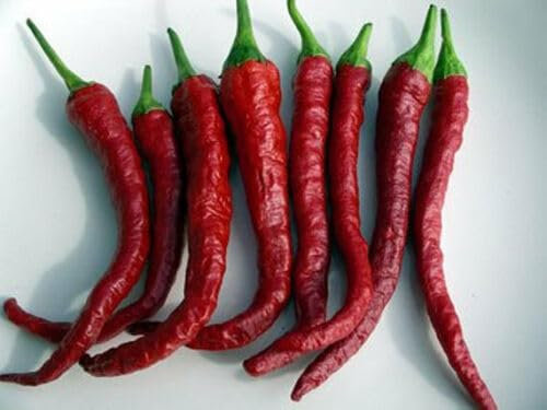Buy4seeds 10 Seeds Kashmiri Chilli Seeds Easy to Grow Easy to Grow Garden