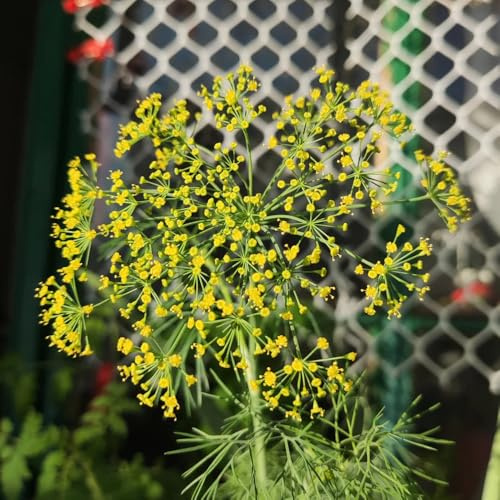 semillas de eneldo orgánico, perennes jardín resistentes, decorativas, balcón, cobertura 100pcs