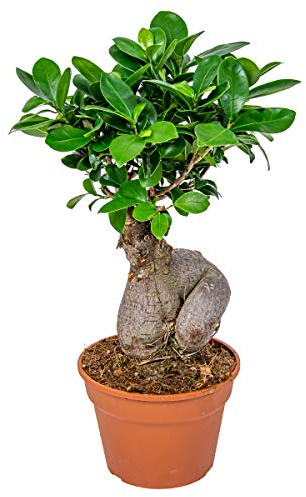 Bloomique - Ficus Ginseng - Bonsaï - Plantes d’intérieur - Dépolluante - Facile d’entretien - Hauteur 30-40 cm - Pot 17 cm