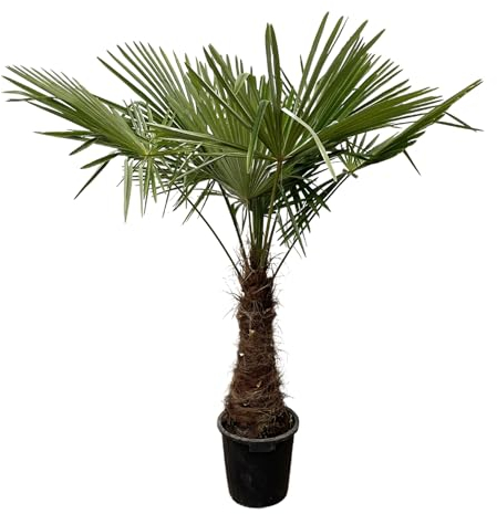 Trendyplants - Trachycarpus Fortuneii - Palmier éventail chinois - Hauteur 230-250 cm - Rustique - Plante de jardin - Taille du pot Ø45cm