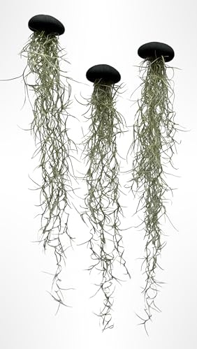 Set de 3 Medusas con Erizos de Mar de Colores (Negro) Tipo Alfonso y Musgo Español – Tillandsia Usneoides – Decoración Natural y Artesanal