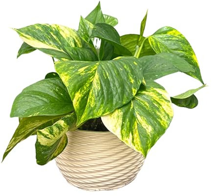 I GIARDINI DI GIULIA - Pothos Scindapsus Aurea in Vaso di Ceramica Artigianale Ø14 cm H.30 | Pianta Vera da Interno con Foglie Verdi Variegate | Vaso “Carina” Lucido Bianco