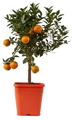 Árbol de Mandarinas Natural Frescura y Belleza al Alcance de tu Mano