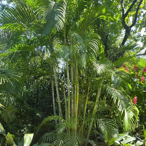 goldfruchtpalme zimmerpflanzen samen winterharte kübelpflanzen, dypsis lutescens, grünpflanzen zimmerpflanzen zimmerpflanzen samen seltene pflanzen hochbeet samen immergrüne pflanzen 15pcs