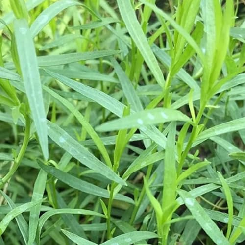 2 Mexican Tarragon Plants Live, 4-9 Tall Mexican Mint Marigold Herb for Outdoor Garden, Well-Rooted