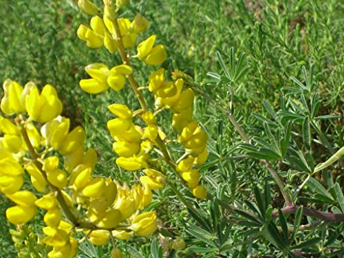 15 semillas de Altramuz amarillo, tremosilla (Lupinus luteus)