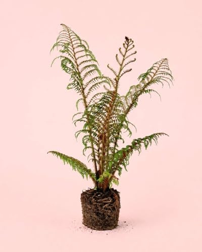 PUR PLANT Cyathea Tomentosissima Highland | Helecho Arborescente Tropical Natural | Planta Exótica de Interior y Exterior | Maceta de Ø14 cm