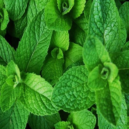 Nouvelles graines de plantes à la menthe fraîches 80pcs