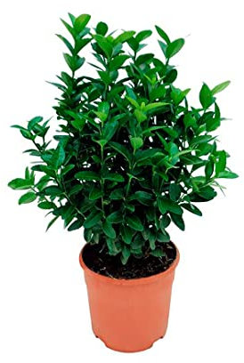 Verdecora Euonymus Japonicus | Evonimus, Evonimo, Bonetero de Japón | Planta Arbusto natural de exterior (Maceta 5L)