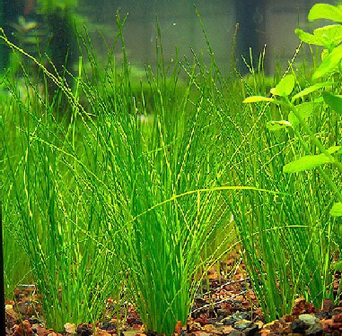 Eleocharis Vivipara - Châtaigne d'eau Vivipara - 5 Bunch - plante vivante pour aquarium