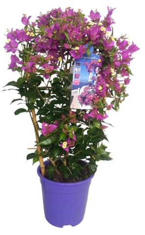 Plant in a Box - Bougainvillea Alexandra - Höhe 50-60cm - Drillingsblume - Kletterpflanze für garten - Outdoor plants - Topf 17cm